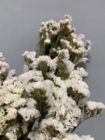 Статиця біла сухоцвіт ( 10 шт ) - Статиця