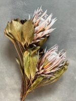 Протея Hookerana - Протея