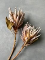 Протея Hookerana - Протея