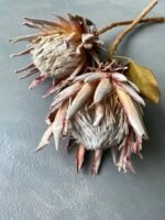 Протея Hookerana - Протея