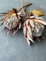 Протея Hookerana - Протея