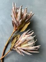 Протея Hookerana - Протея