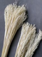 Просо біле (20 шт) - Панікум