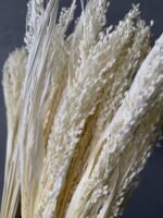 Просо біле (20 шт) - Панікум