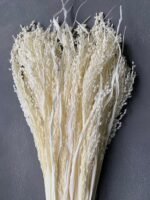 Просо біле (20 шт) - Панікум