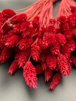 Фаляріс бургунді (90 гр) - Фаляріс