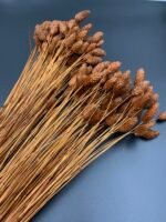 Фаляріс коричневий (90 гр) - Фаляріс