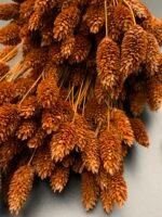 Фаляріс коричневий (90 гр) - Фаляріс