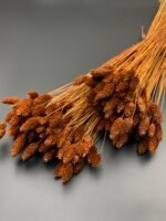 Фаляріс коричневий (90 гр) - Фаляріс