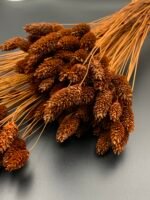 Фаляріс коричневий (90 гр) - Фаляріс