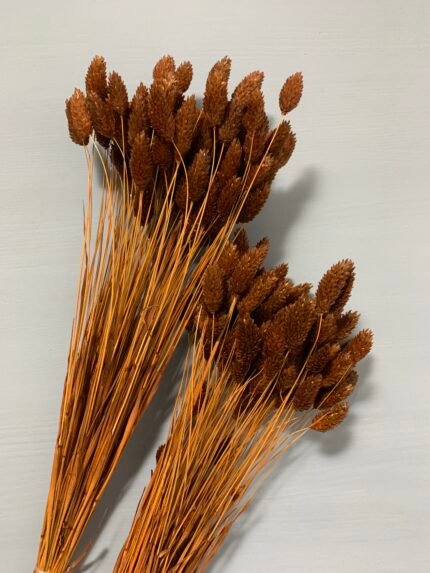 Фаляріс коричневий (90 гр) - Фаляріс