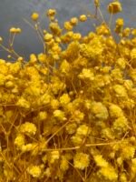 Гіпсофіла стабілізована жовта 100 гр - Гіпсофіла стабілізована