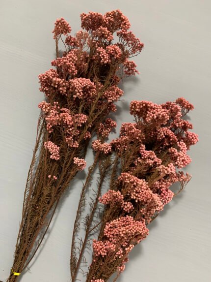 Озотамнус стабілізований рожевий на темному стеблі - Озотамус стабілізований