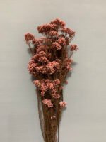 Озотамнус стабілізований рожевий на темному стеблі - Озотамус стабілізований