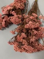 Озотамнус стабілізований рожевий на темному стеблі - Озотамус стабілізований