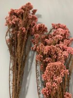 Озотамнус стабілізований рожевий на темному стеблі - Озотамус стабілізований