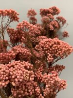 Озотамнус стабілізований рожевий на темному стеблі - Озотамус стабілізований