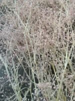 Гіпсофіла міні світло рожева - Гіпсофіла стабілізована