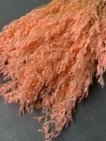 Лімоніум кораловий (100 гр) - Лімоніум