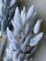 Лагурус сірий (60 шт) - Лагурус