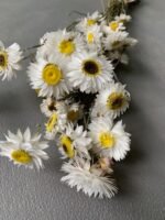 Акроклініум білий (20 шт) - Акроклініум