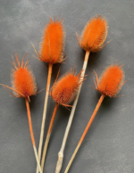 Кардо ворсянка помаранчева 5-7 см - Кардо ворсянка