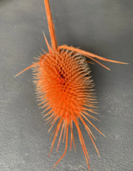 Кардо ворсянка помаранчева 5-7 см - Кардо ворсянка