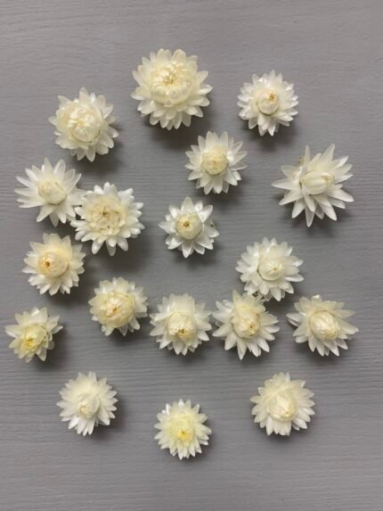 Геліхризум білий 100 шт - Геліхризум