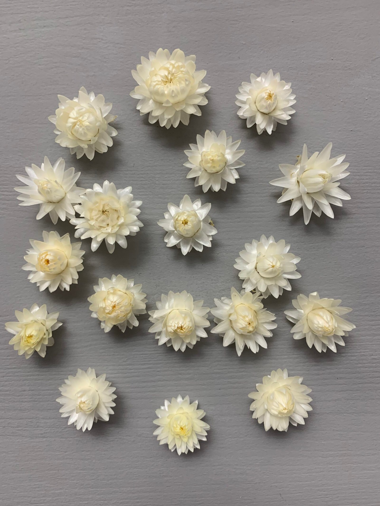 Геліхризум білий 100 шт - Геліхризум Геліхризум білий 100 шт - Геліхризум