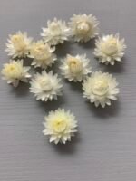 Геліхризум білий 100 шт - Геліхризум