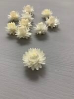 Геліхризум білий 100 шт - Геліхризум