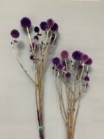 Ехінопс фіолетовий 10 шт - Ехінопс