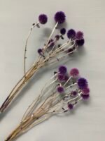 Ехінопс фіолетовий 10 шт - Ехінопс