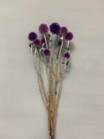 Ехінопс фіолетовий 10 шт - Ехінопс