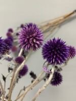 Ехінопс фіолетовий 10 шт - Ехінопс