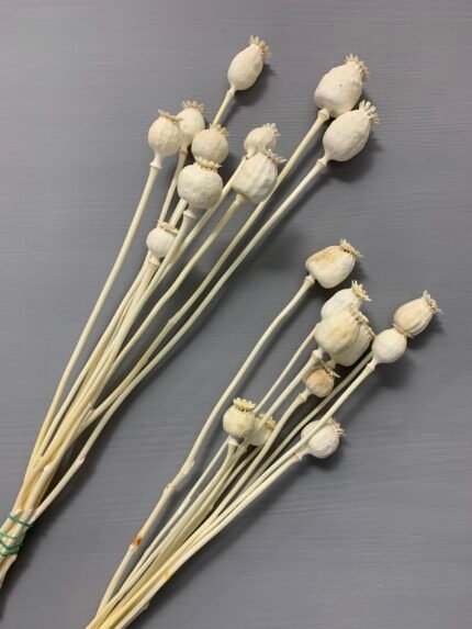 Папавер вибілений 10 шт (1-2,5 см.) - Інше