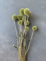 Ехінопс салатовий 10 шт - Ехінопс