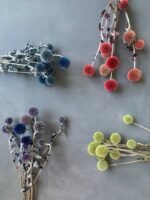 Ехінопс салатовий 10 шт - Ехінопс