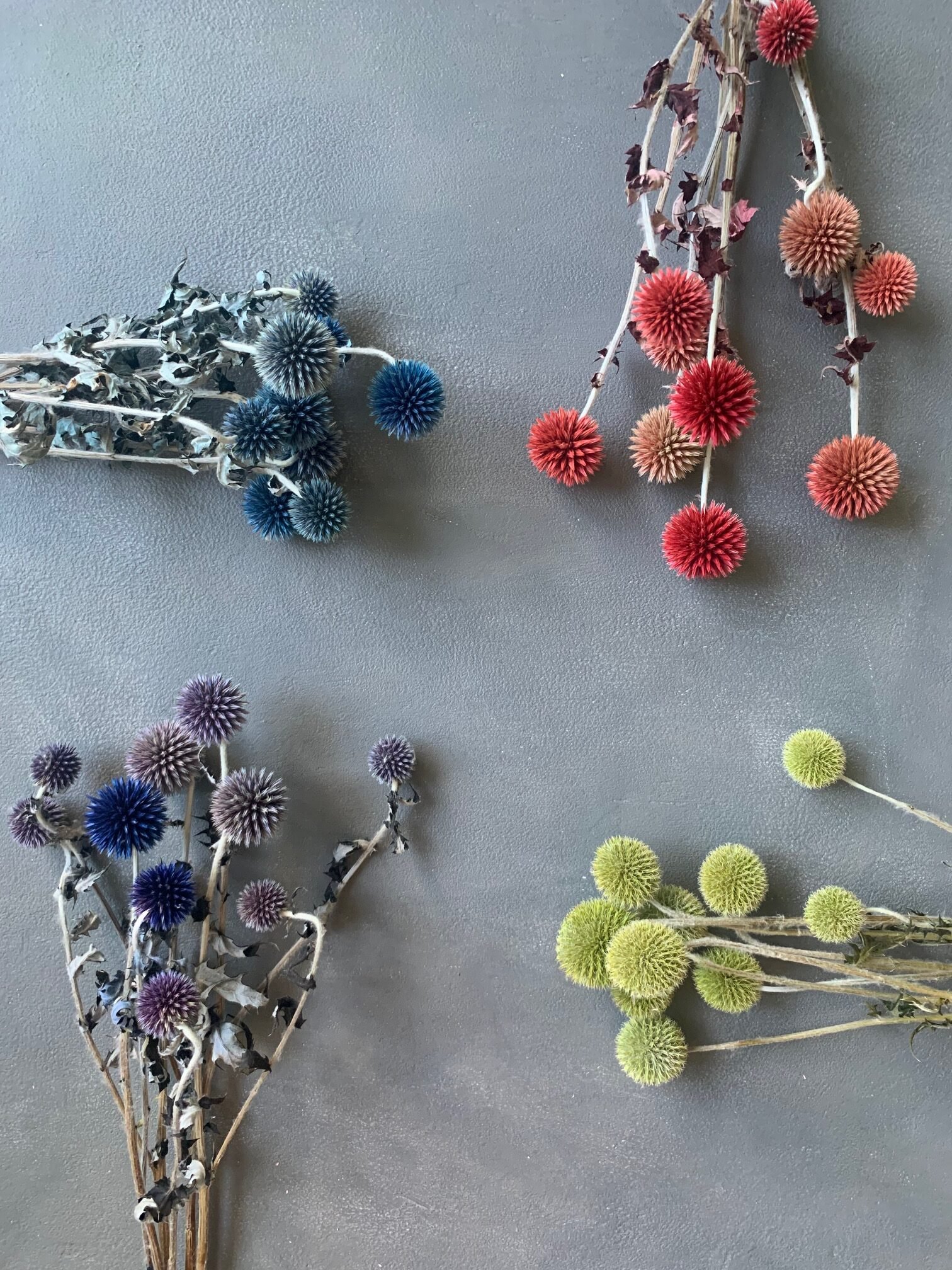 IMG_2202 Ехінопс салатовий 10 шт - Ехінопс