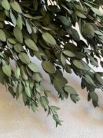 Евкаліпт парвіфолія зелений - Евкаліпт стабілізований