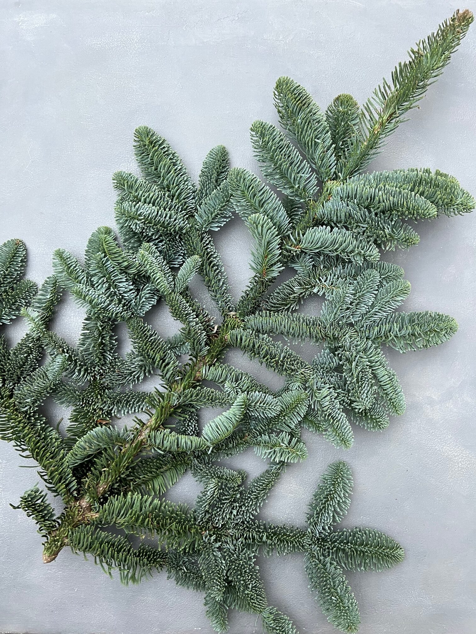 IMG_4043 Гілка нобіліса (70 см) - Основи для композицій і декору