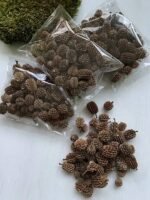 Шишки Казуаріна натуральні 100 гр - Дрібний декор ( шишки)