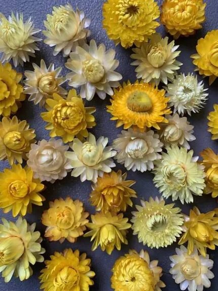 Геліхризум жовтий (100 шт.) - Геліхризум