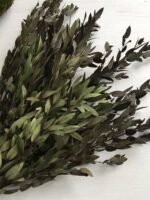 Евкаліпт парвіфолія зелений - Евкаліпт стабілізований
