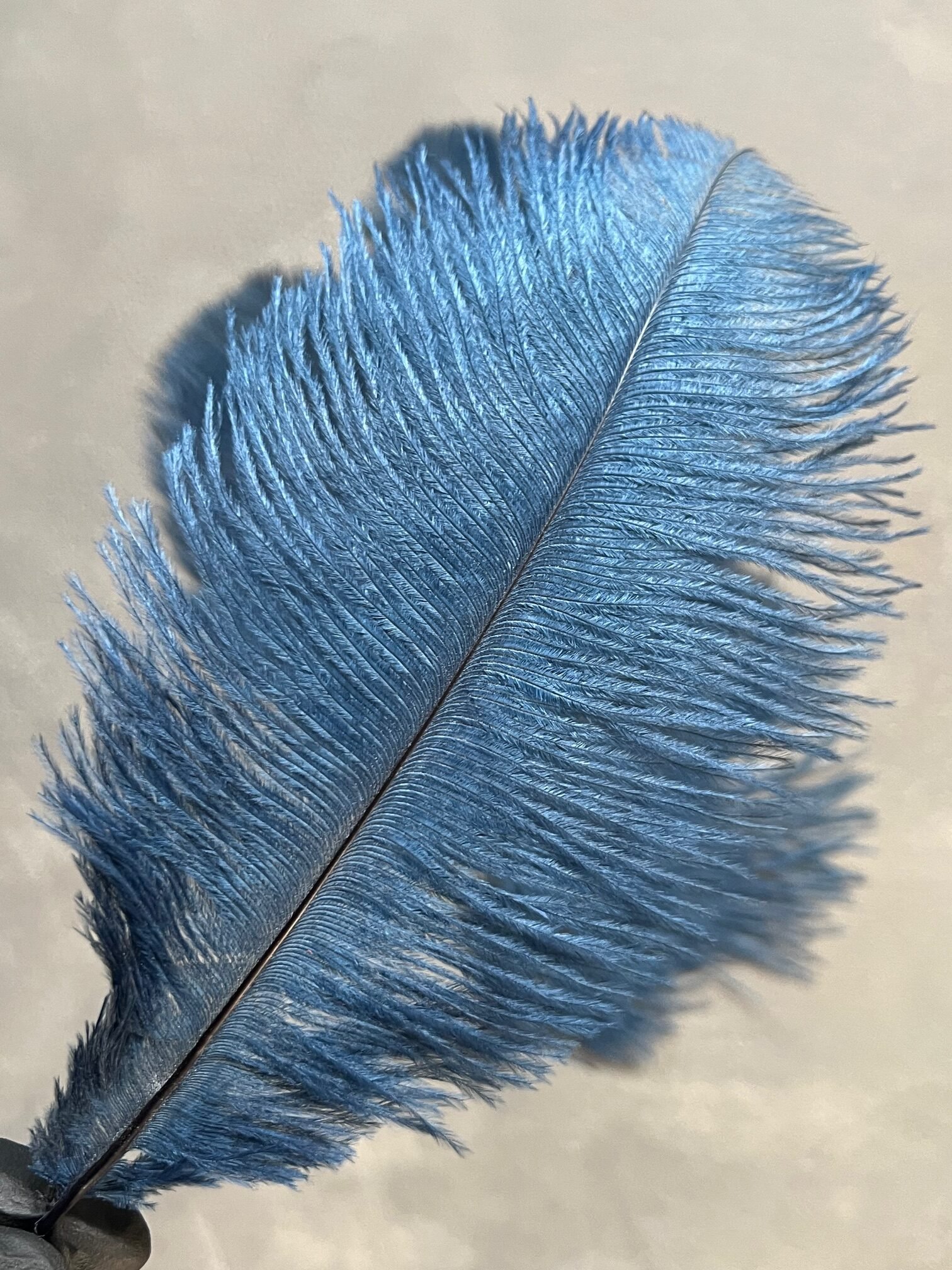 IMG_4779 Пір'я королівсько сині 20-25 см ( 5 шт) - Пір'я