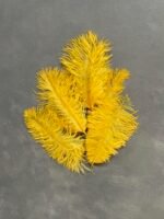 Пір'я жовті 20-25 см ( 5 шт) - Пір'я