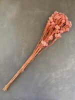 Озотамнус стабілізований рожевий - Озотамус стабілізований