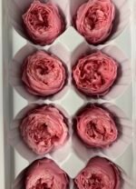 Роза Остін рожева - Троянда стабілізована півоноїдна 4-5 см