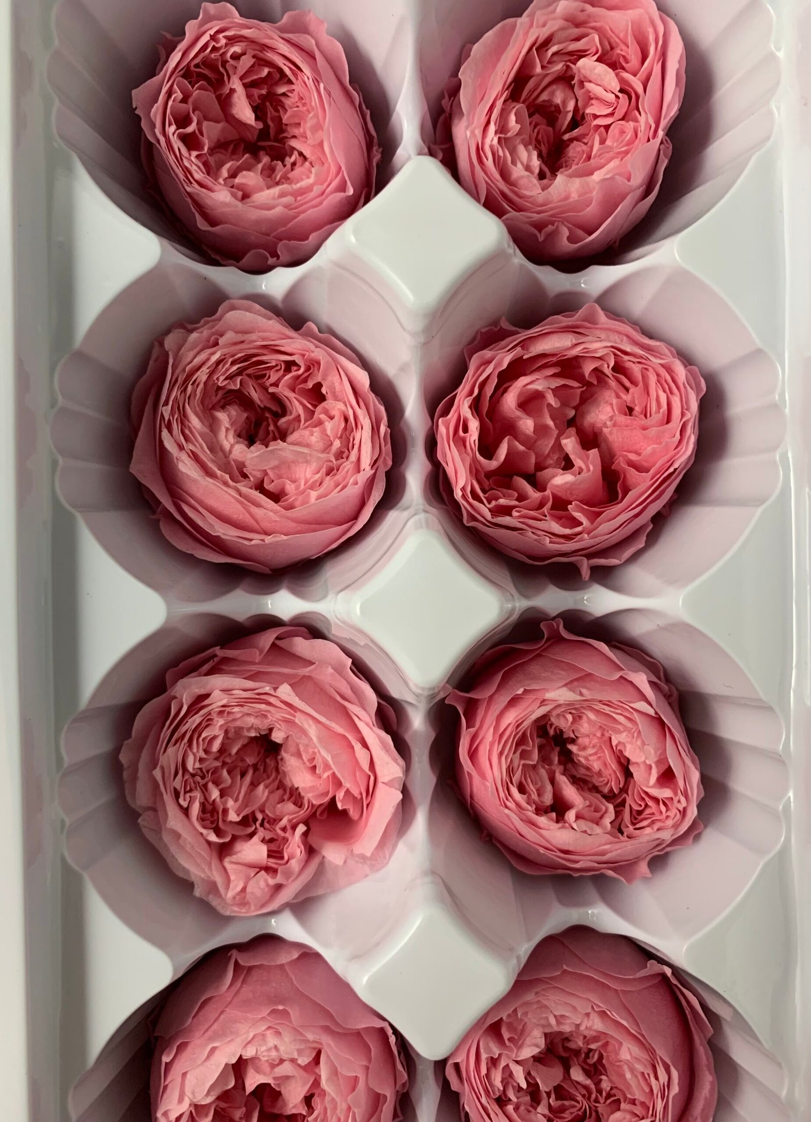 Роза Остін рожева - Троянда стабілізована півоноїдна 4-5 см Роза Остін рожева - Троянда стабілізована півоноїдна 4-5 см