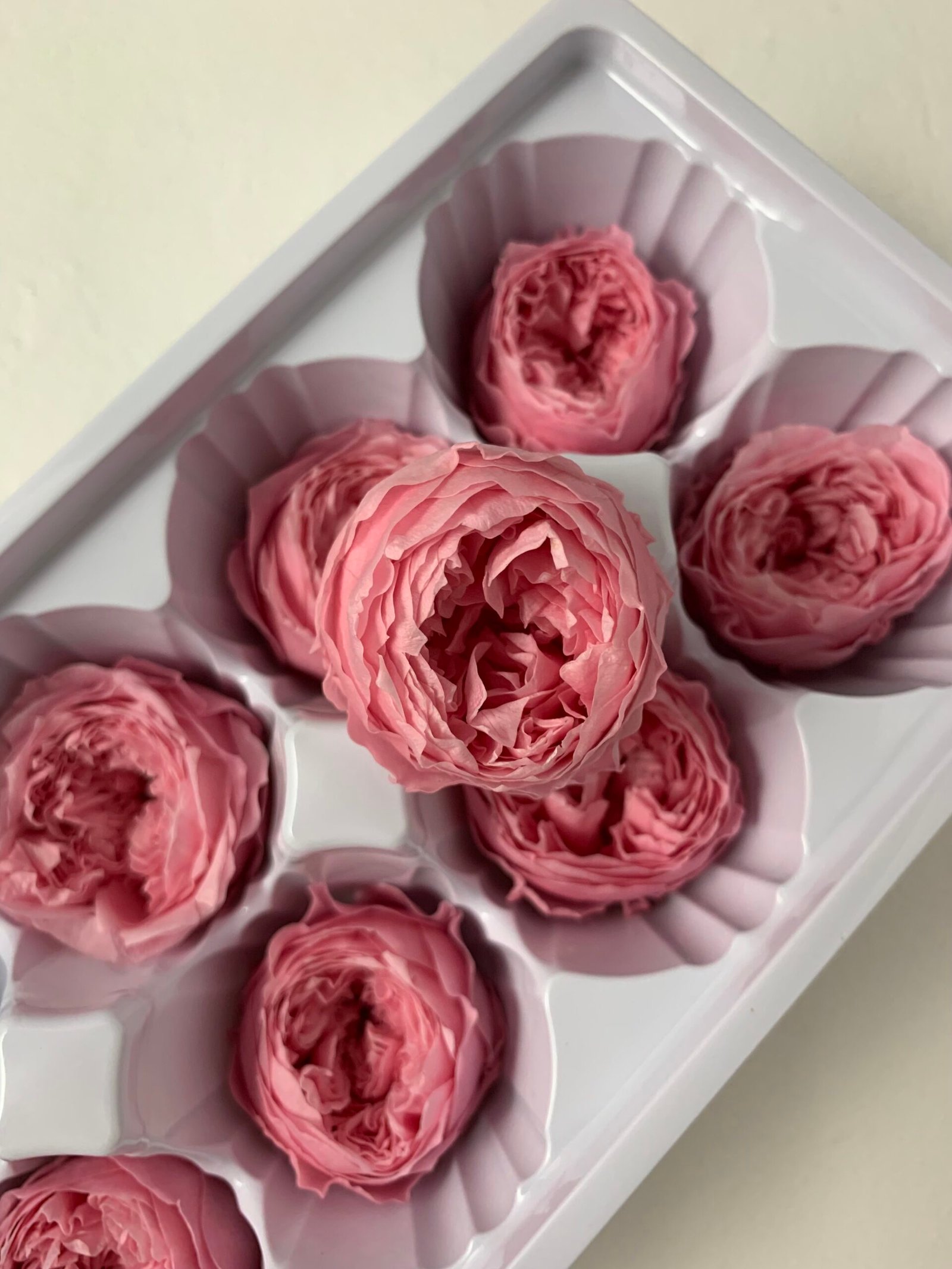 Роза Остін рожева - Троянда стабілізована півоноїдна 4-5 см Роза Остін рожева - Троянда стабілізована півоноїдна 4-5 см